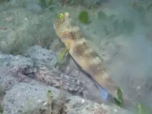 Cryptocentrus bulbiceps Bluelined Shrimpgoby with Titan Shrimp Alpheus rapax