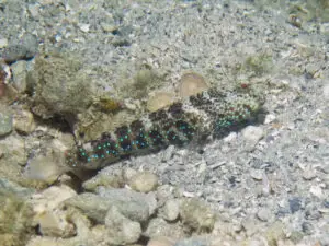 Cryptocentrus caeruleomaculatus Bluespotted Shrimpgoby