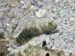 Cryptocentrus caeruleomaculatus Bluespotted Shrimpgoby