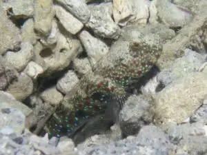 Cryptocentrus caeruleomaculatus Bluespotted Shrimpgoby