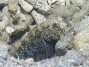 Cryptocentrus caeruleomaculatus, Bluespotted Shrimpgoby