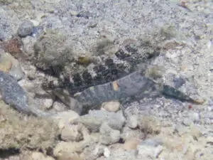 Cryptocentrus caeruleomaculatus Bluespotted Shrimpgoby with Pale Marbled Shrimp Alpheus djiboutensis