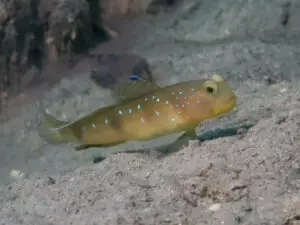 Cryptocentrus cebuanus Cebu Shrimpgoby