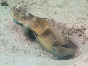 Cryptocentrus cebuanus Cebu Shrimpgoby