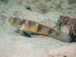 Cryptocentrus cebuanus Cebu Shrimpgoby