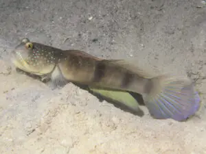 Cryptocentrus cebuanus Cebu Shrimpgoby