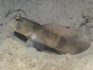 Cryptocentrus cebuanus Cebu Shrimpgoby