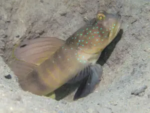 Cryptocentrus cebuanus Cebu Shrimpgoby