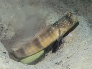 Cryptocentrus cebuanus Cebu Shrimpgoby