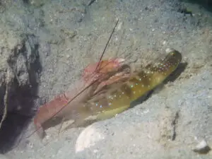 Cryptocentrus cebuanus Cebu Shrimpgoby with Violet Shrimp Alpheus fenneri