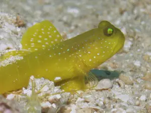 Cryptocentrus cinctus Yellow Shrimpgoby