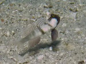 Cryptocentrus cinctus Yellow Shrimpgoby