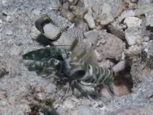 Cryptocentrus cinctus Yellow Shrimpgoby with Banded Shrimp Alpheus species 1