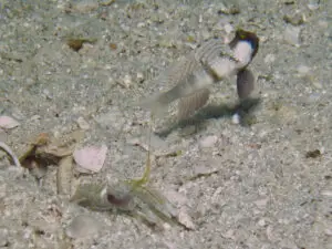 Cryptocentrus cinctus Yellow Shrimpgoby with Black-sided Shrimp Alpheus cf djeddensis