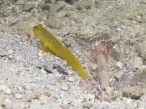 Cryptocentrus cinctus Yellow Shrimpgoby with Pink Pyjama Shrimp Alpheus ochrostriatus