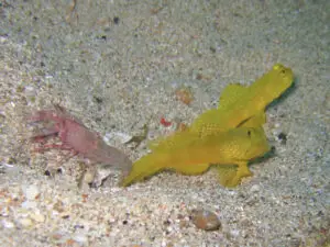 Cryptocentrus cinctus Yellow Shrimpgoby with Red Shrimp Alpheus species 9