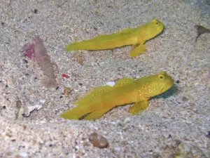 Cryptocentrus cinctus Yellow Shrimpgoby with Red Shrimp Alpheus species 9