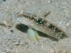 Cryptocentrus cyanospilotus Bluespot Saddled Shrimpgoby