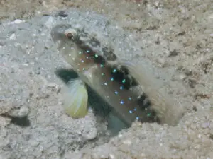 Cryptocentrus cyanospilotus Bluespot Saddled Shrimpgoby