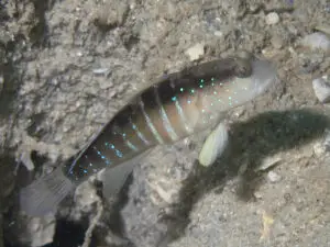 Cryptocentrus cyanospilotus Bluespot Saddled Shrimpgoby