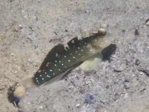 Cryptocentrus cyanospilotus Bluespot Saddled Shrimpgoby