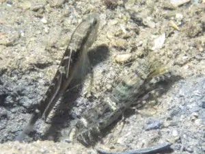 Cryptocentrus cyanospilotus Bluespot Saddled Shrimpgoby with Strong Shrimp Alpheus species 13