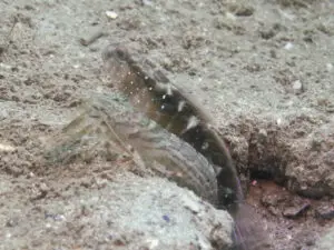 Cryptocentrus cyanospilotus Bluespot Saddled Shrimpgoby with Diagonal Barred Shrimp Alpheus rapacida