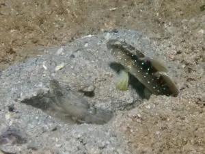 Cryptocentrus cyanospilotus Bluespot Saddled Shrimpgoby with Red-Whiskered Shrimp Alpheus species 11