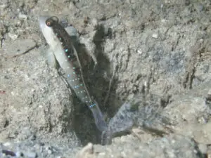 Cryptocentrus cyanospilotus Bluespot Saddled Shrimpgoby with Chocolate Chip Shrimp Alpheus species 2