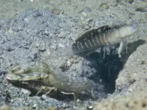 Cryptocentrus cyanospilotus Bluespot Saddled Shrimpgoby with Titan Shrimp Alpheus rapax