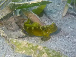 Cryptocentrus fasciatus Y-bar Shrimpgoby