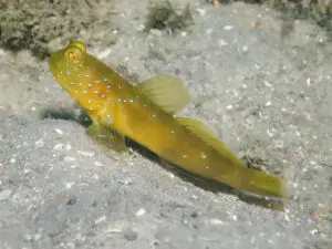 Cryptocentrus fasciatus Y-bar Shrimpgoby