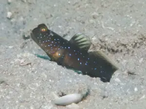 Cryptocentrus fasciatus Y-bar Shrimpgoby