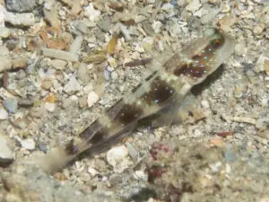 Cryptocentrus fasciatus Y-bar Shrimpgoby