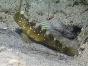 Cryptocentrus fasciatus Y-bar Shrimpgoby