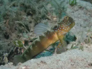 Cryptocentrus fasciatus Y-bar Shrimpgoby