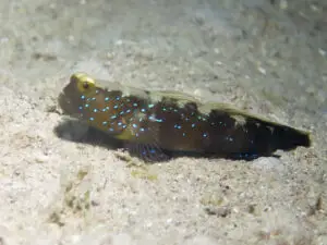 Cryptocentrus fasciatus Y-bar Shrimpgoby