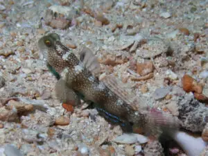 Cryptocentrus fasciatus Y-bar Shrimpgoby