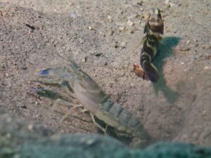 Blue Nipper Shrimp