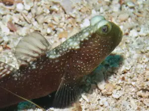 Cryptocentrus fasciatus Y-bar Shrimpgoby