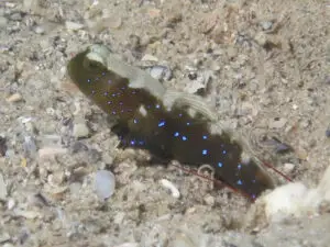 Cryptocentrus fasciatus Y-bar Shrimpgoby