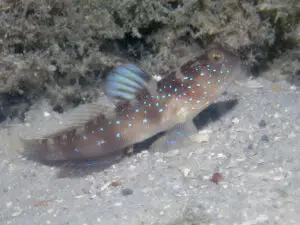 Cryptocentrus fasciatus Y-bar Shrimpgoby