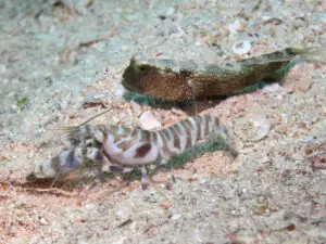 Cryptocentrus fasciatus Y-bar Shrimpgoby with Banded Shrimp Alpheus species 1