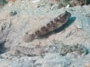 Cryptocentrus fasciatus Y-bar Shrimpgoby with Diagonal Barred Shrimp Alpheus rapacida