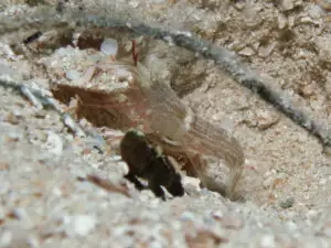 Cryptocentrus fasciatus Y-bar Shrimpgoby with Red Pyjama Shrimp Alpheus ochrostriatus