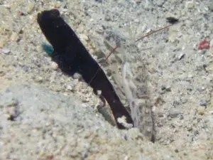 Cryptocentrus fasciatus Y-bar Shrimpgoby with Red-Whiskered Shrimp Alpheus species 11