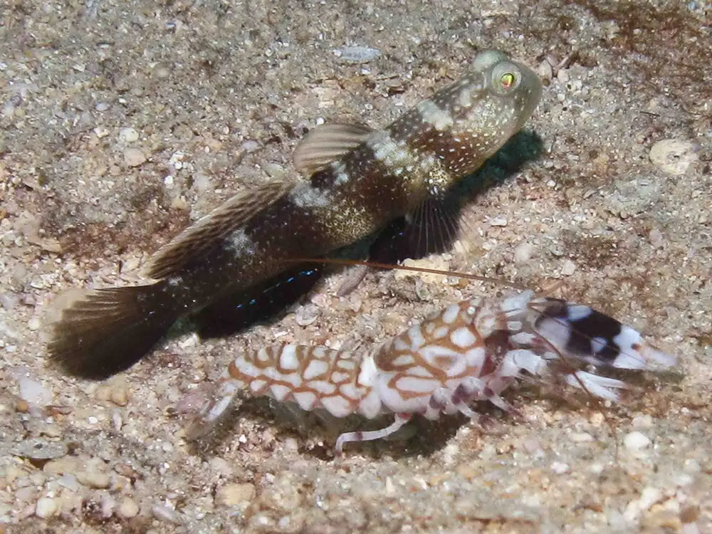 Cryptocentrus fasciatus Y-bar Shrimpgoby with Tiger Shrimp Alpheus bellulus