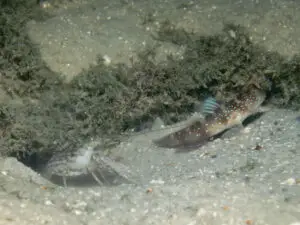 Cryptocentrus fasciatus Y-bar Shrimpgoby with Titan Shrimp Alpheus rapax