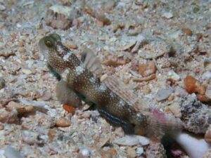 Red and White Snapping Shrimp with Cryptocentrus fasciatus, Y-bar Shrimpgoby.