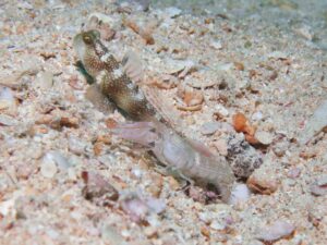 Cryptocentrus fasciatus with Pink Pyjama Snapping Shrimp, Alpheus ochrostriatus